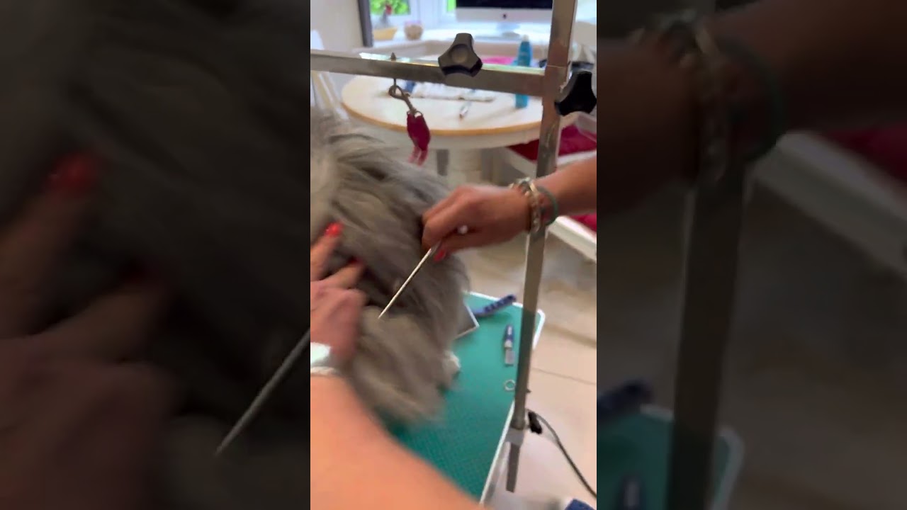 Bergamasco care - Brushing a dogs head