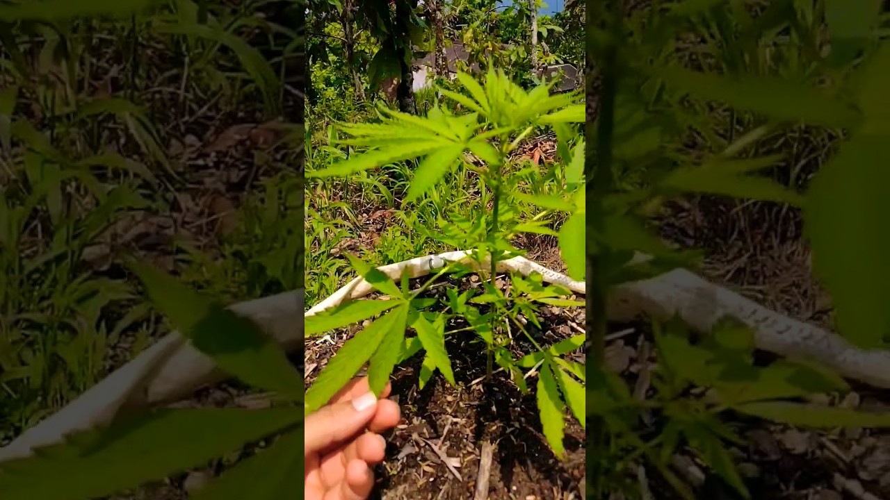 Cannabis Sativa Mango Con Sal #cannabiseducation #cannabismedicinal #marihauna #sativa #relajacion