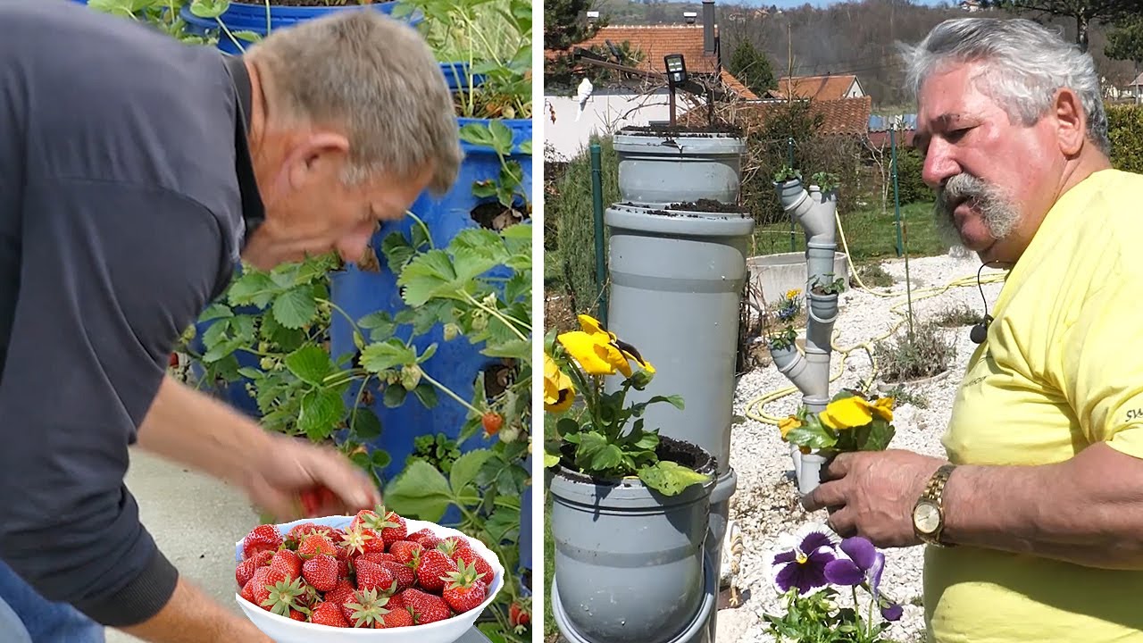 Jagode i cvijeće iz buradi i cijevi