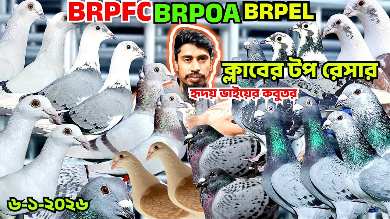 BRPFC,BRPEL,BRPOA,ক্লাবের রেসার কবুতর বিক্রি হবে, কম দাম আসল রেসার কবুতর কিনুন। হৃদয় ভাইয়ের খামার