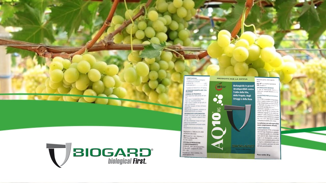 AQ 10® WG, un fungicida antioidico innovativo