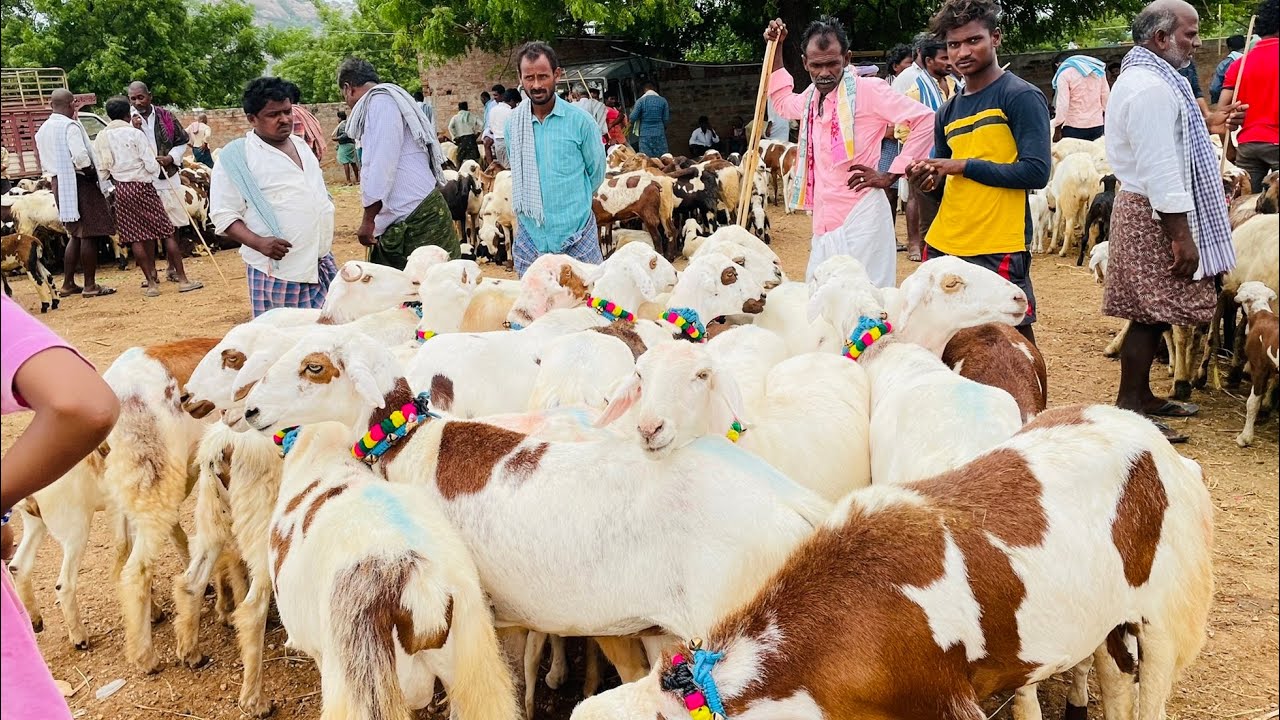 Vinukonda sheep market