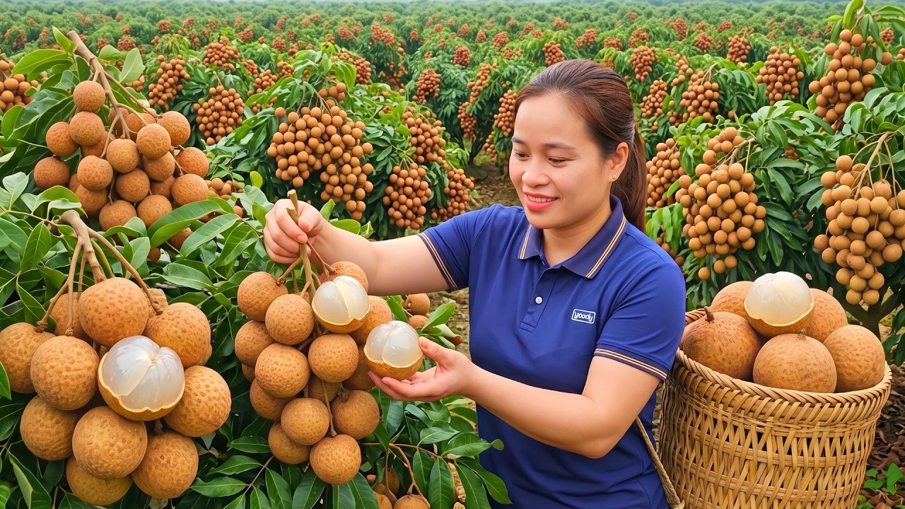 Harvesting Tons Of Longans And Bringing Them To The Market For Sale, Caring For The Garden