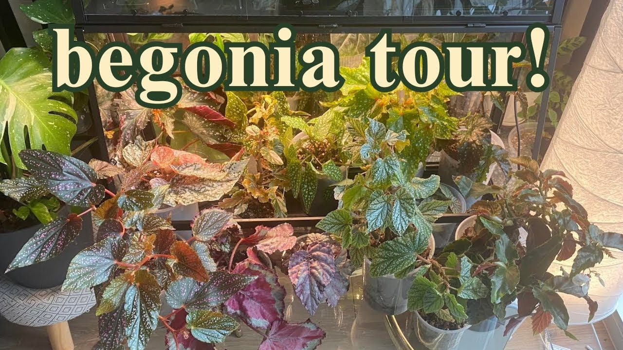 In my begonia era! 💗 My entire begonia collection!🌟