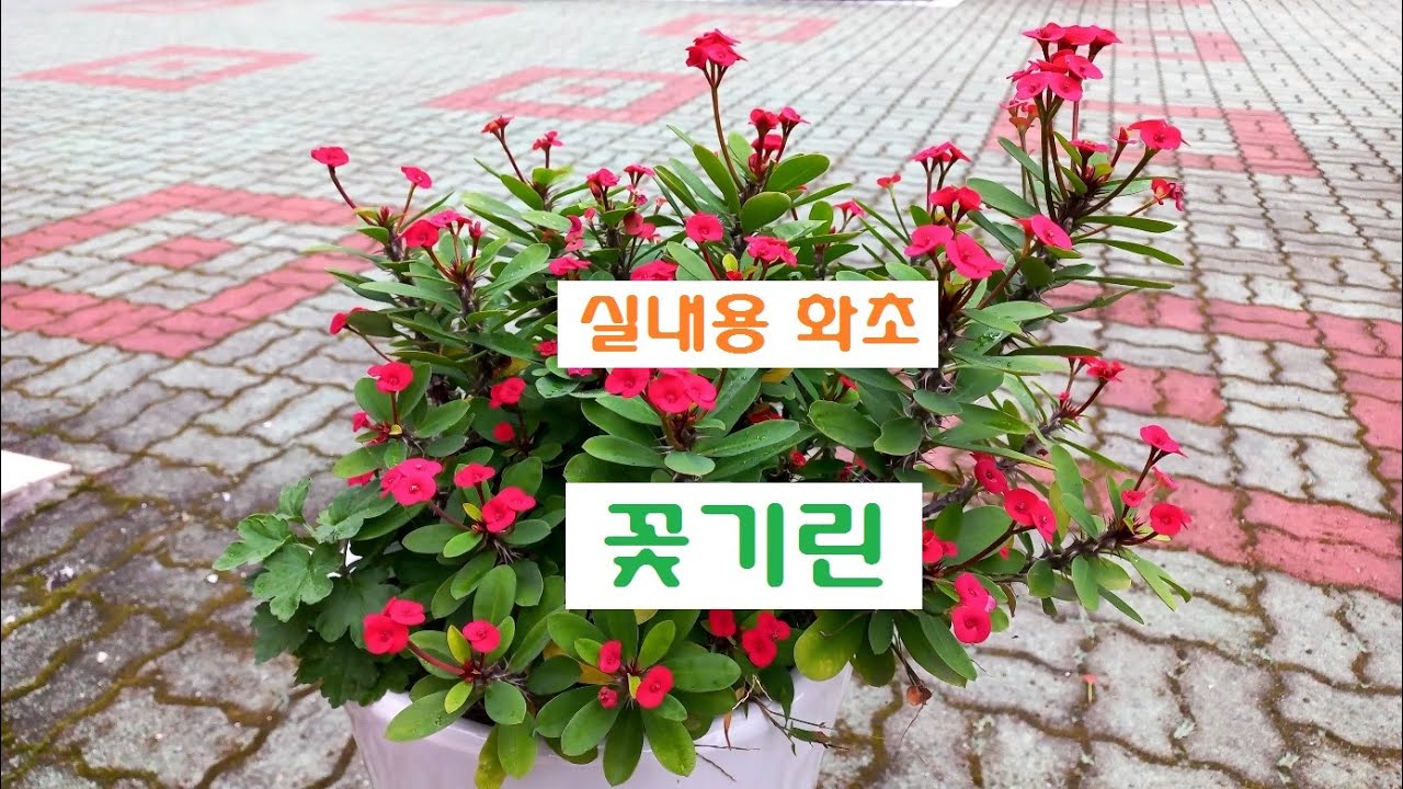 알씨동영상2025 01 22