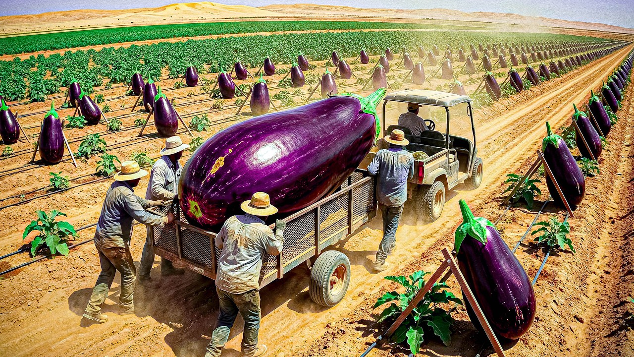 An Unprecedented Surprise! Desert Eggplant — From Sandy Soil to Supermarket, Delighting Millions