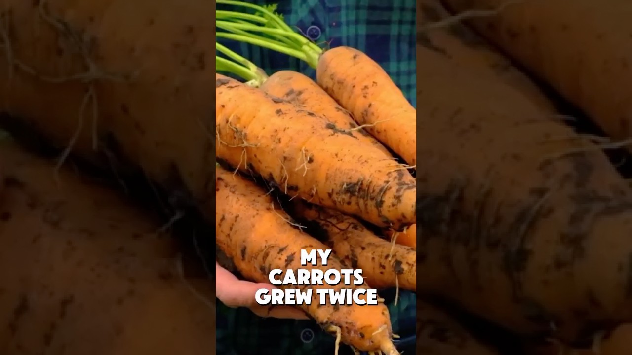How I Grew 200 Carrots in Buckets Without a Garden
