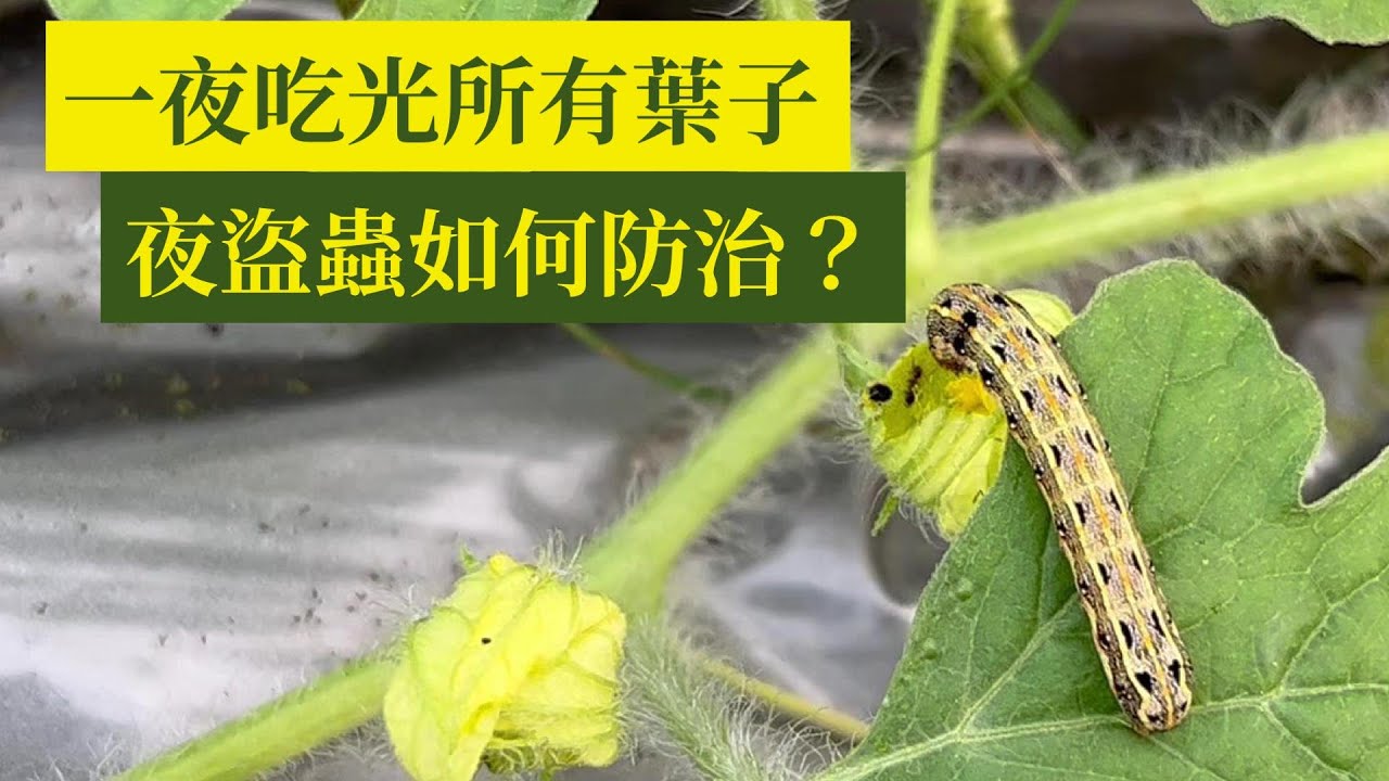 夜盜蟲(斜紋夜蛾)一夜吃光所有葉子，該如何防治？ | 阿星種植
