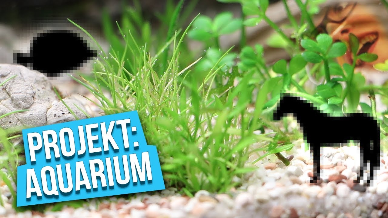 Unsere neuen MITBEWOHNER! - Projekt: Aquarium
