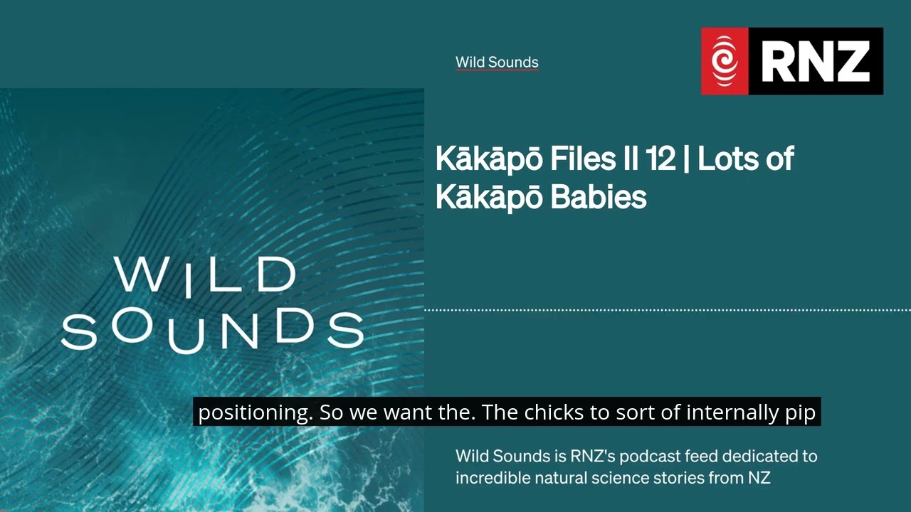 Kākāpō Files II 12 | Lots of Kākāpō Babies | Wild Sounds: Kākāpō Files II