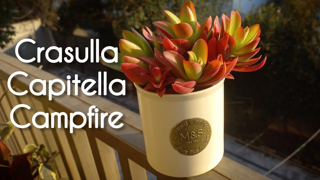 Как вырастить красуллу капителла (Crasulla capitella) из черенков | Размножение суккулентов #садо...