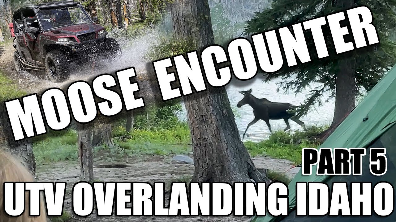 Moose Encounter at Camp! UTV Overlanding Idaho Part 5 [Polaris General 4 Camping]
