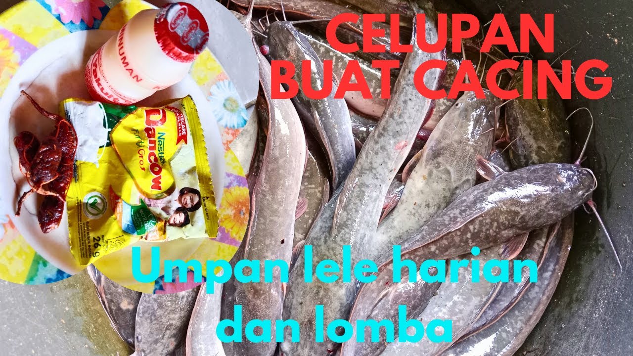 Umpan lele terbaru murah tapi gacor