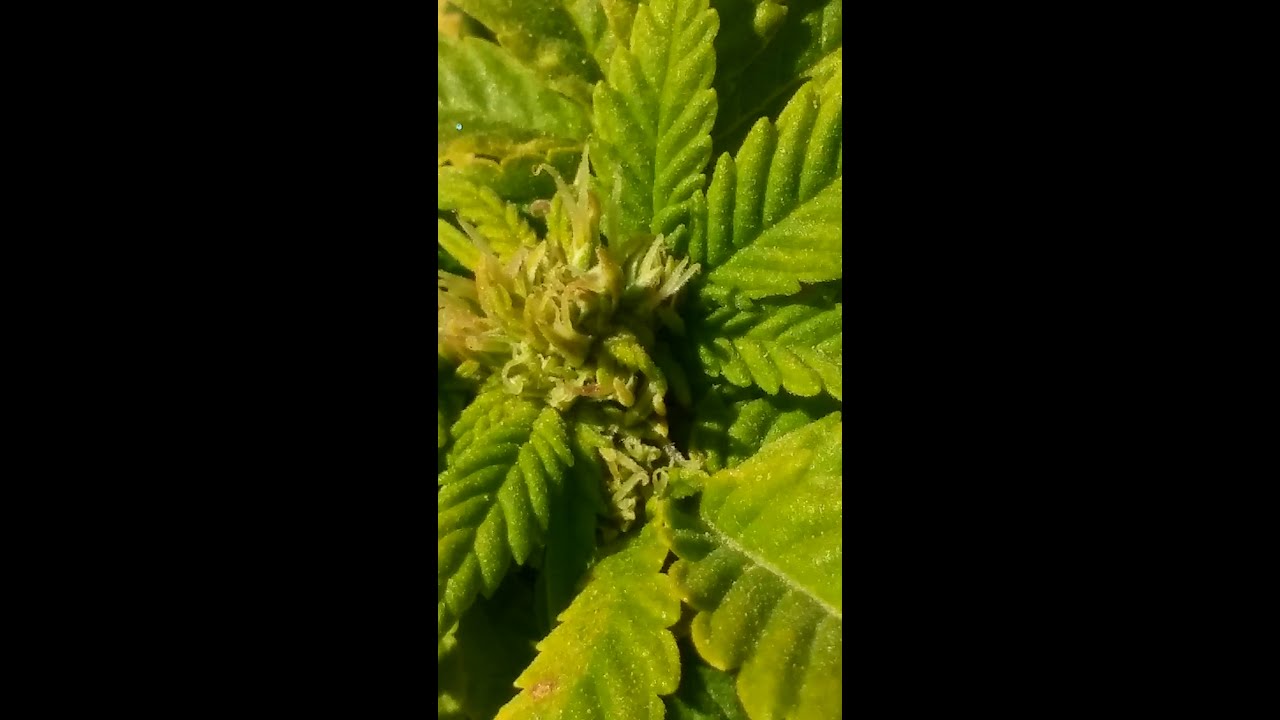 Update after the whore. Marijuana outdoor grow