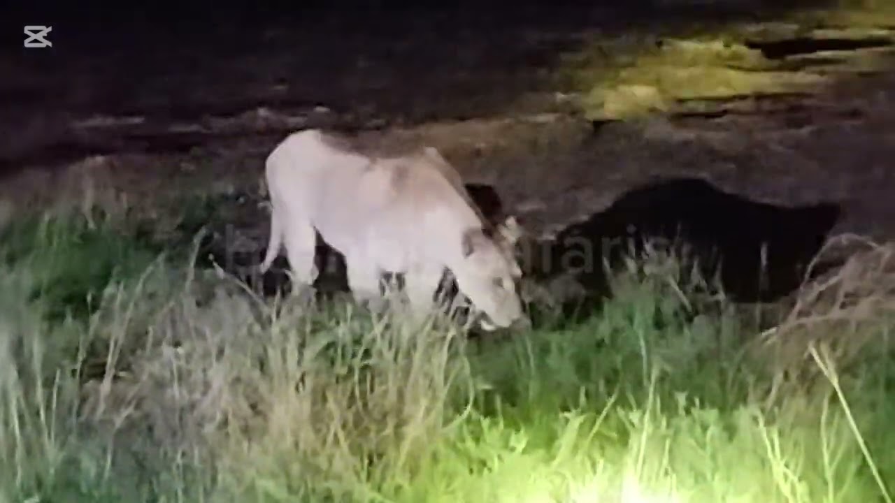 Taita night game drive
