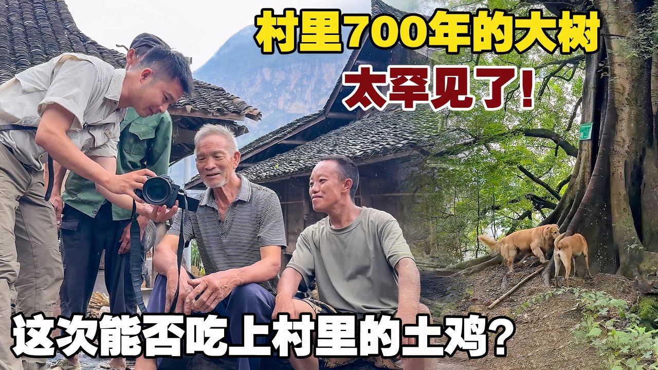 村里的一颗700年大树，这树干粗壮程度颠覆认知，太罕见了！【小白的奇幻旅行】