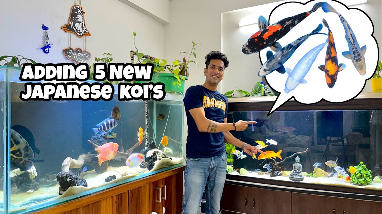 *Adding 5 New Japanese Koi’s * | Utsuri Koi | Shusui Koi | Platinum Ogon | Indian Aqua Boy03 vlog