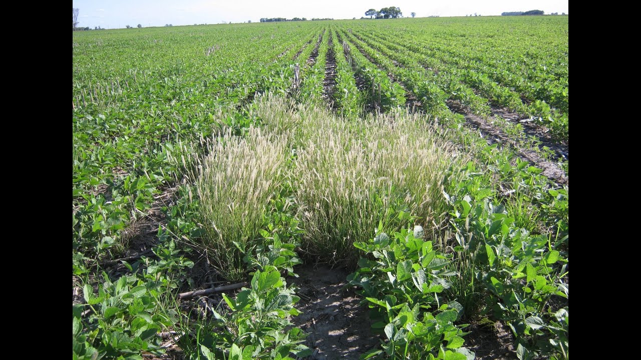 Todo sobre las Malezas y Arvenses - TvAgro por Juan Gonzalo Angel