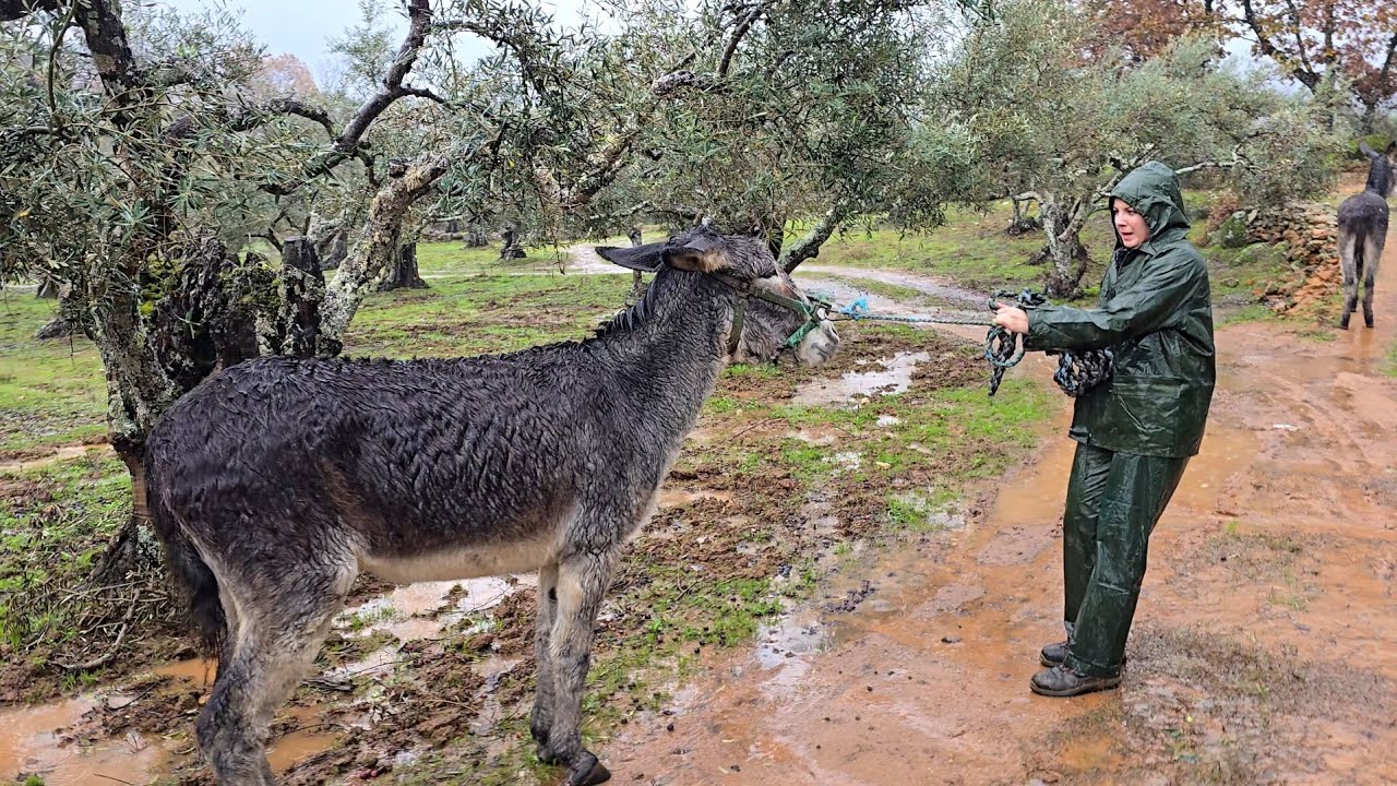 Me llevo a las burras rápidamente, está cayendo la de San Quintín
