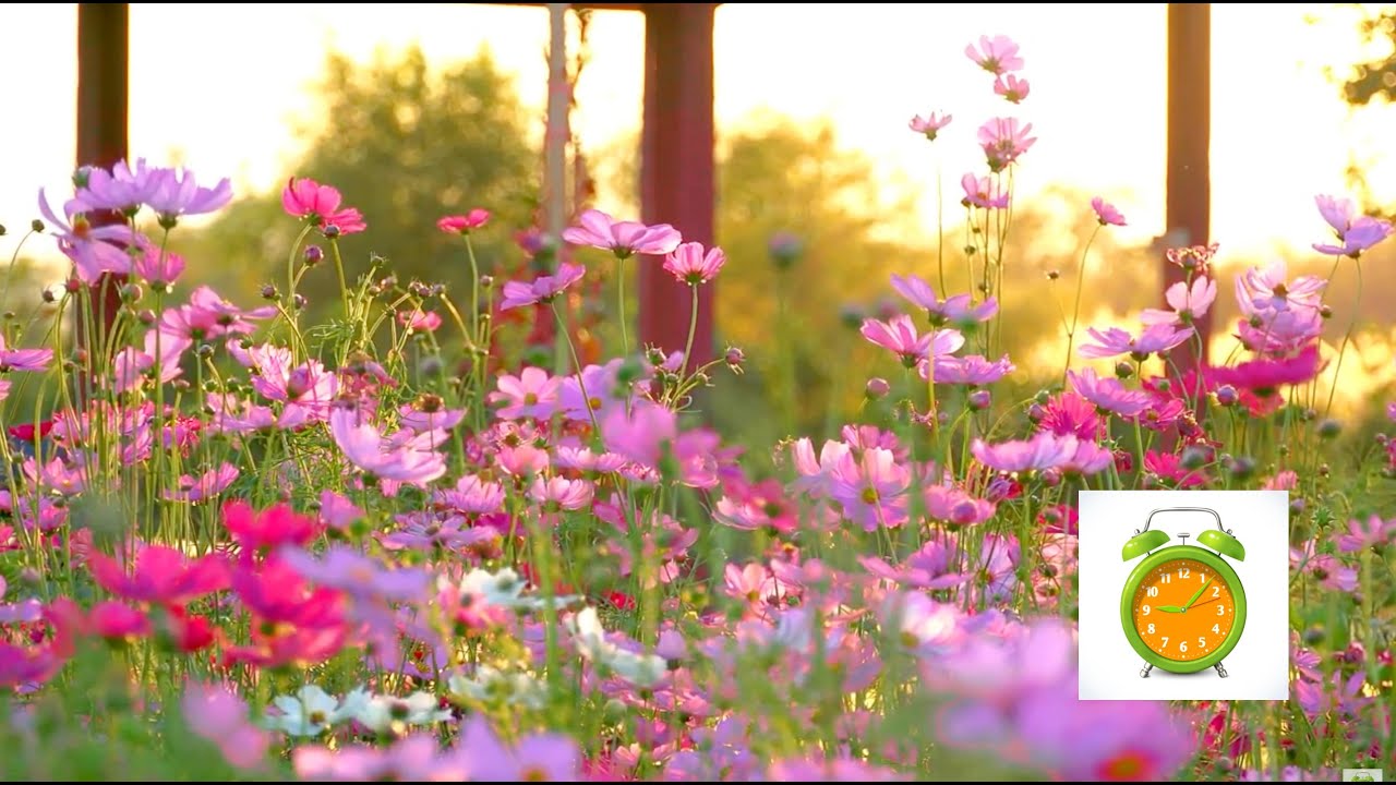 Relaxing piano music, focus, study, and pink flower field video