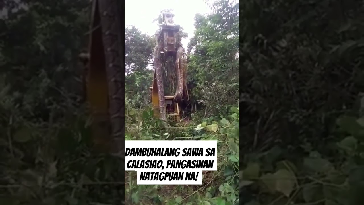 Dambuhalang sawa sa Calasiao, Pangasinan, NATAGPUAN NA! 😱😱 