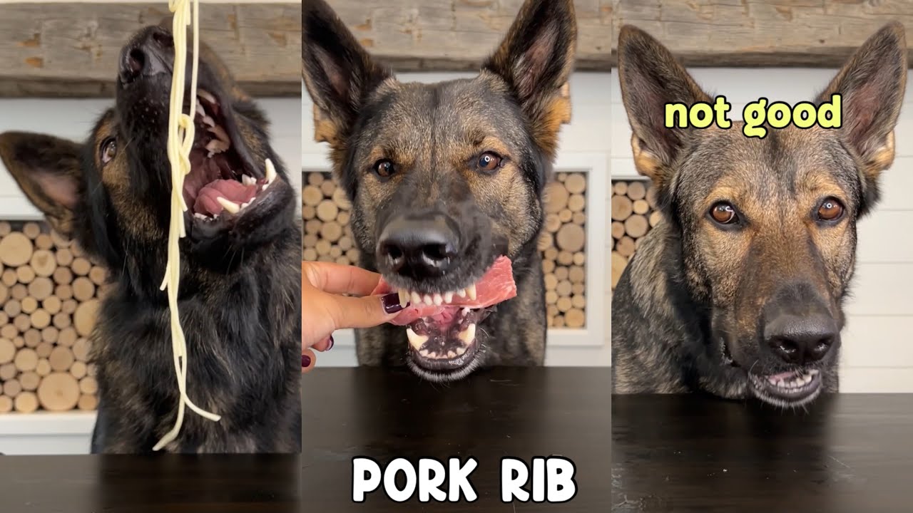 My Dogs Review Different Foods