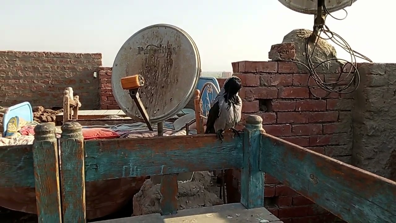 3 تجاوز الغربان