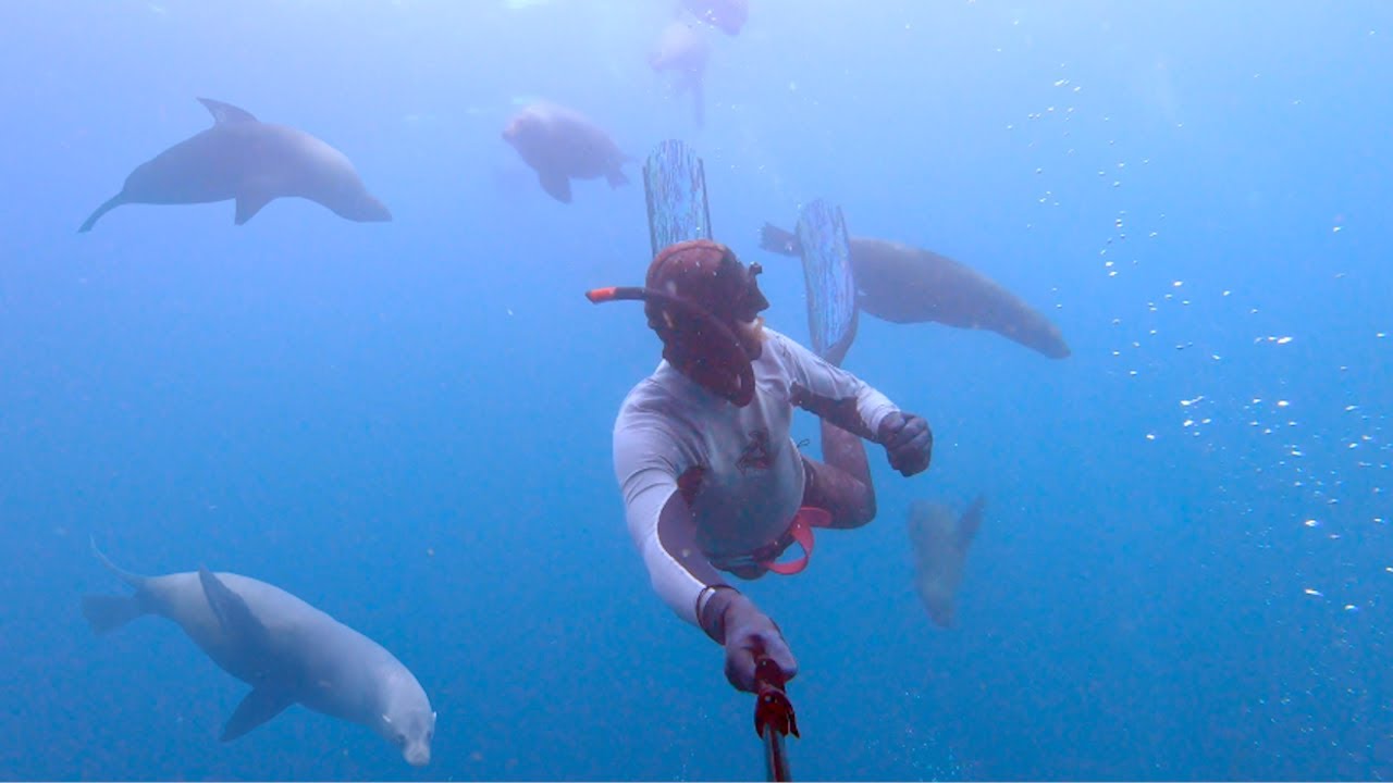 Freediving with HUGE seal colony on NSW South Coast