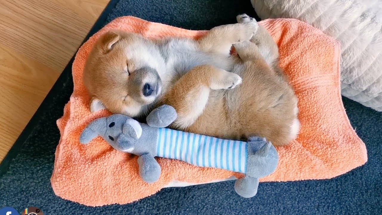 Most Adorable Moments of Shiba Inu Puppies