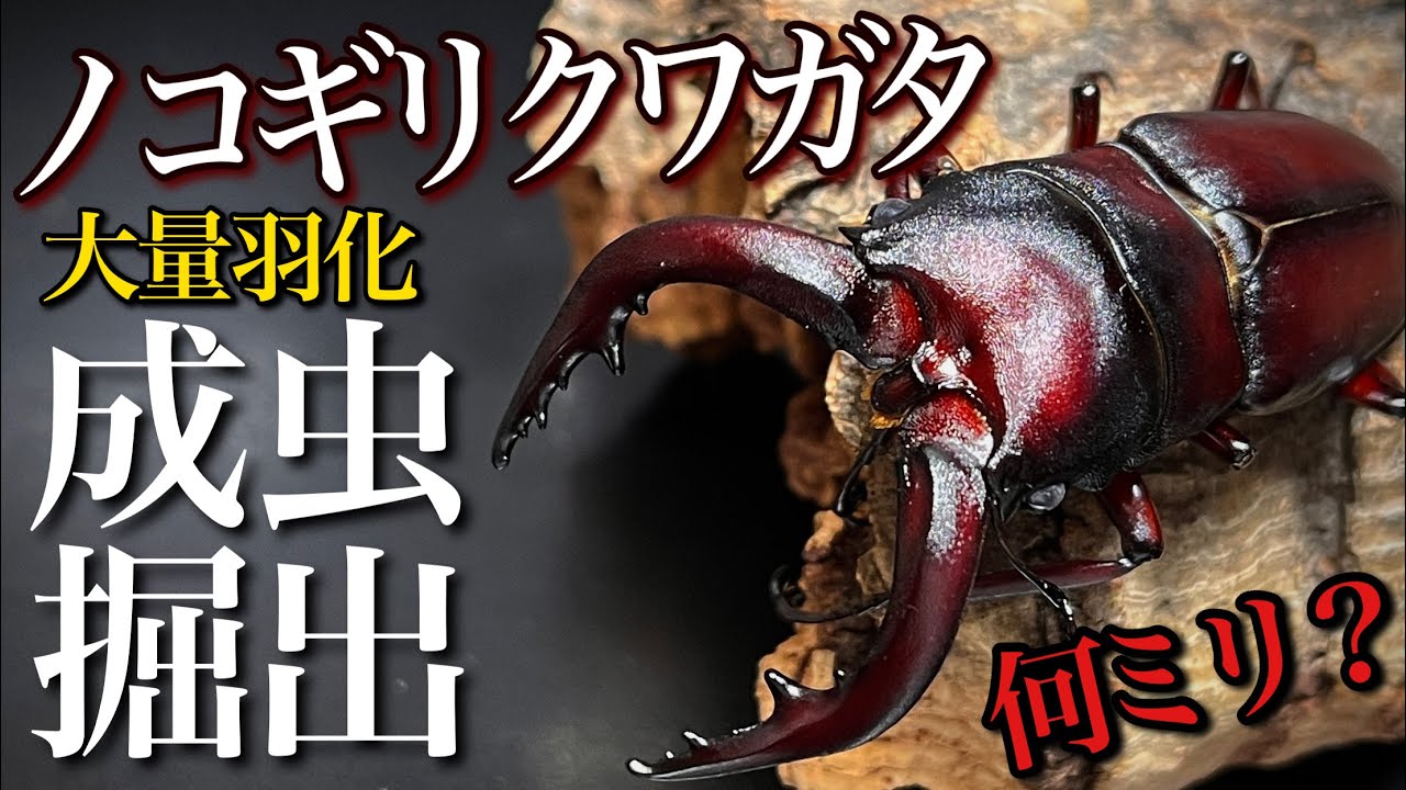 国産ノコギリクワガタ 11ヶ月で羽化した成虫 大量掘り出し【クワガタ飼育】