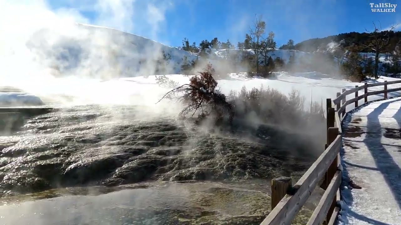 Mid-Winter Walk Through Yellowstone's Mammoth Hot Springs Terraces 4K - 1/29/25