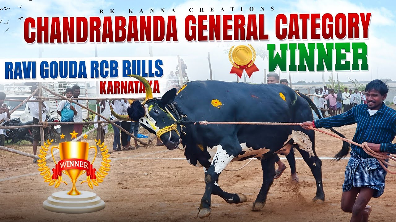 🥇Karnataka state Chandrabanda village general category bulls race 2va kadi