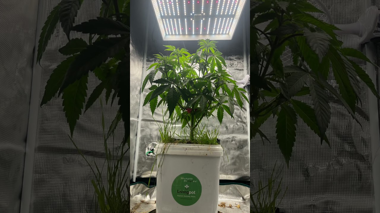 Papaya Frosting im Living Pot  #GreenSyndicate67 #plants