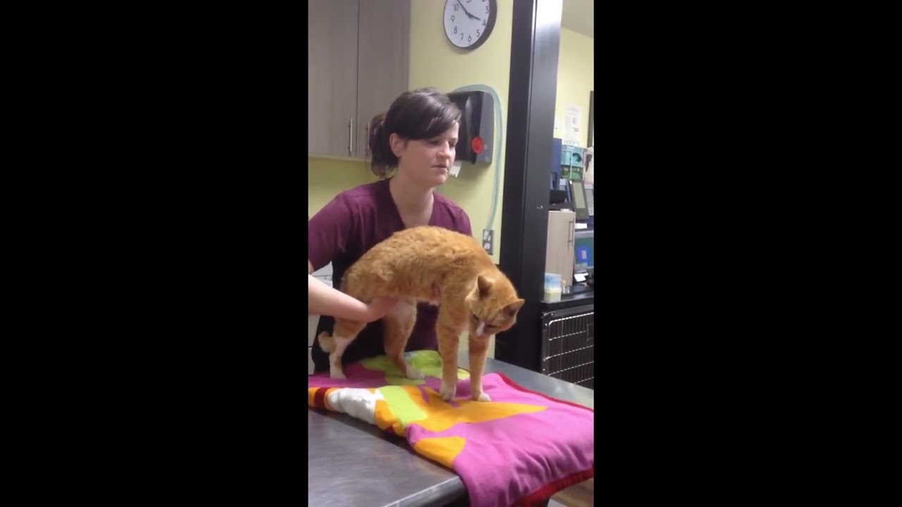 Cat bladder palpation