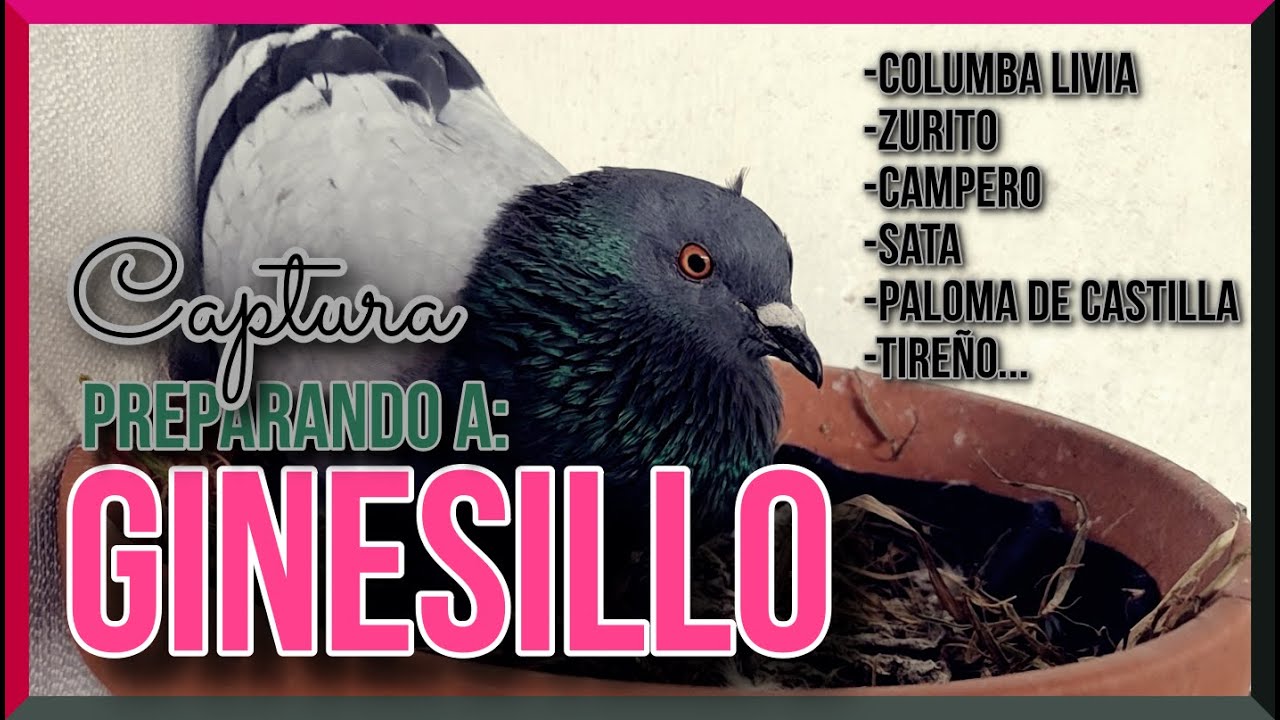 Columba Livia. Preparando a 