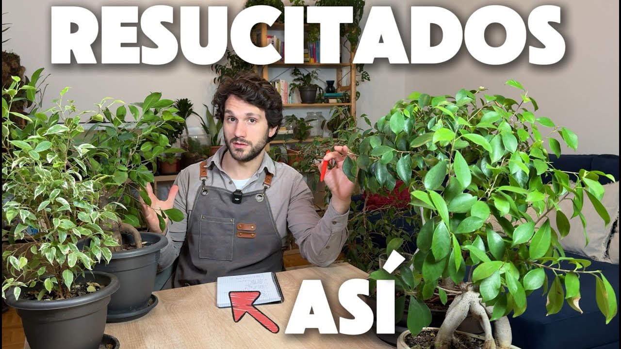 FICUS con Hojas Amarillas o Se caen