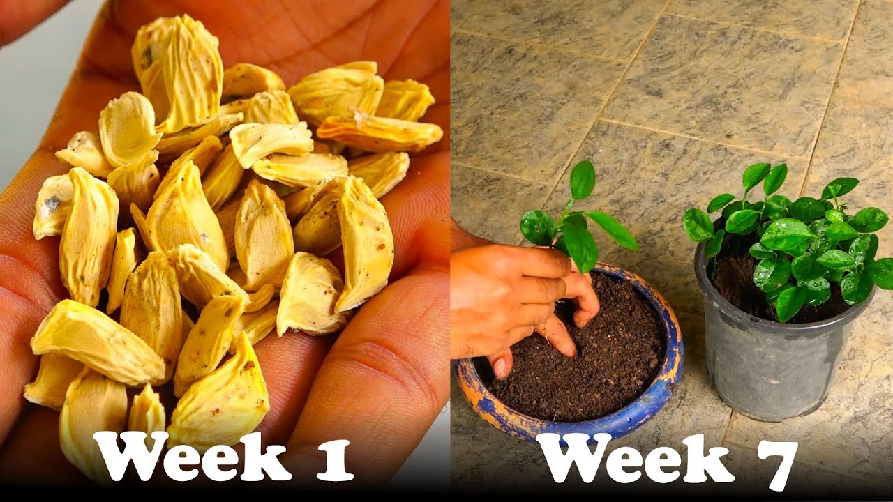 How To Grow Pomelo Tree From Seed  | Episode 02.
