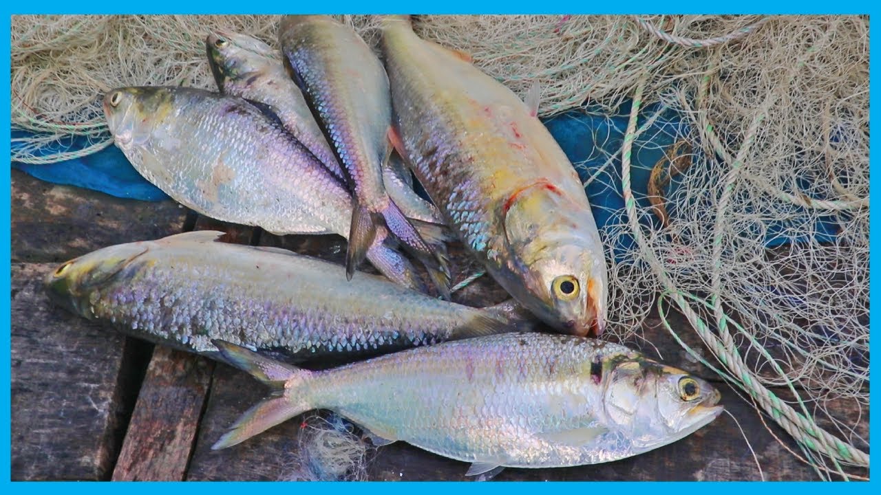 Live Hilsa Fish Catching Skill for Fresh ilish Fish