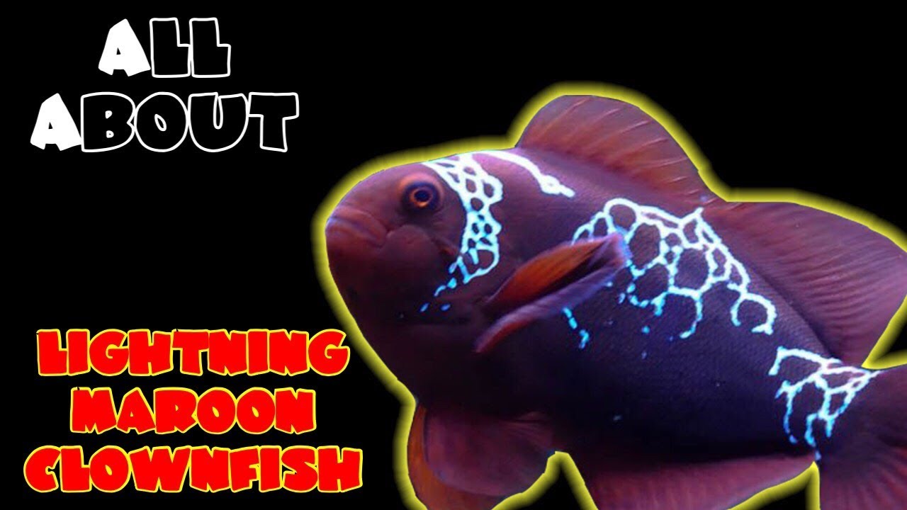 All About The Lightning Maroon Clownfish