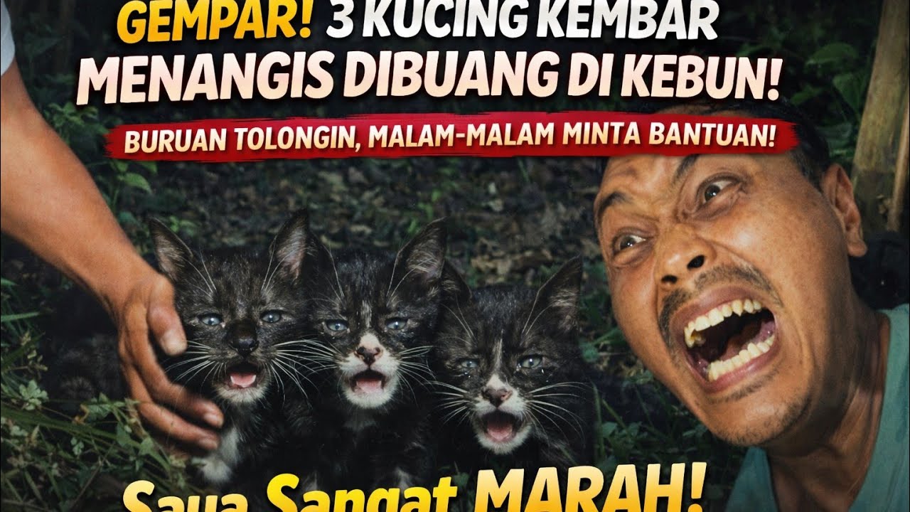 “Dibuang di Kebun, 3 Kucing Kembar Ini Menangis Minta Tolong…Ending-nya Bikin Nangis 😭”