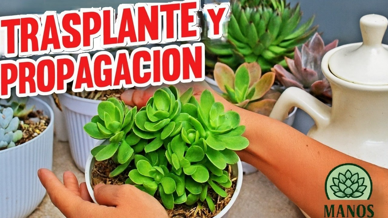 ¡Rescata tu Suculenta! Trasplante y Propagación