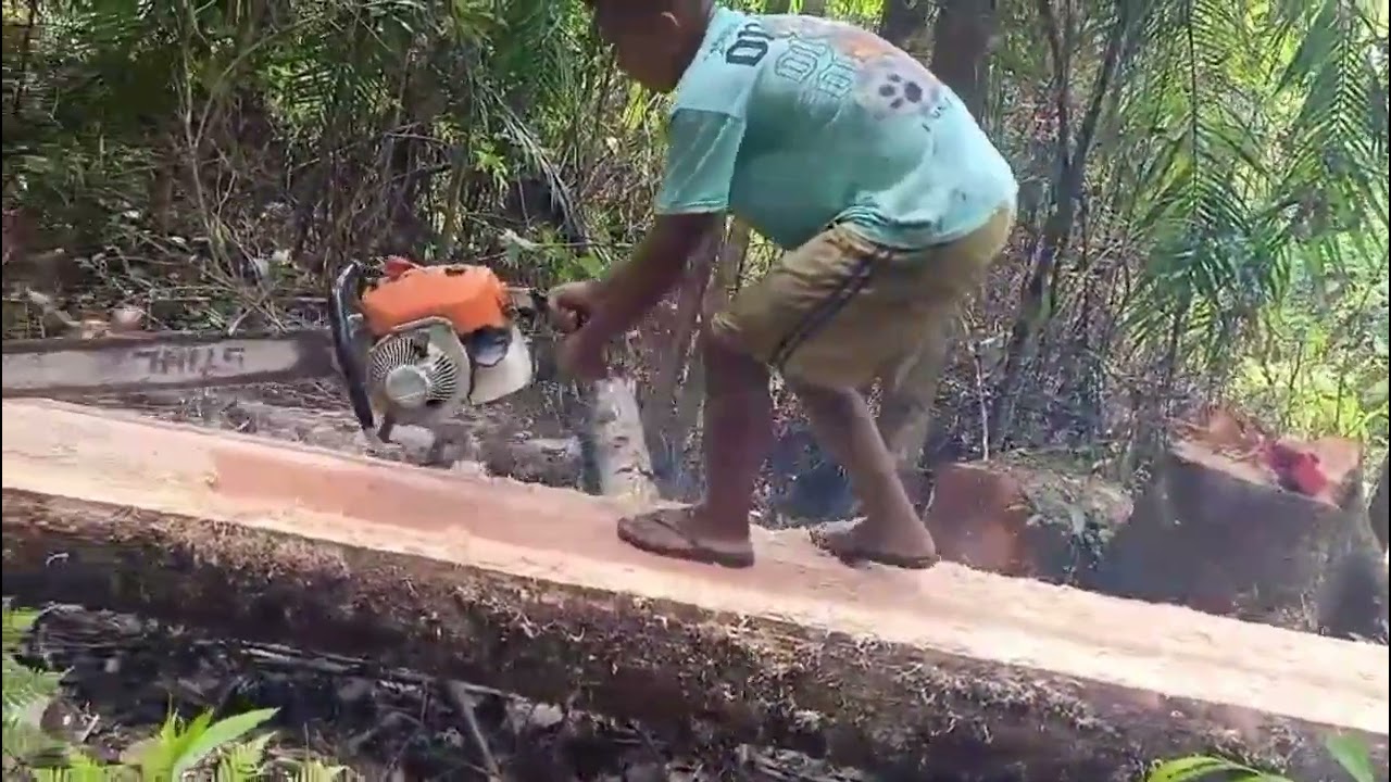 Keterampilan terbaik pembagian kayu nyato super dengan mesin senso STIHL  @awintasane