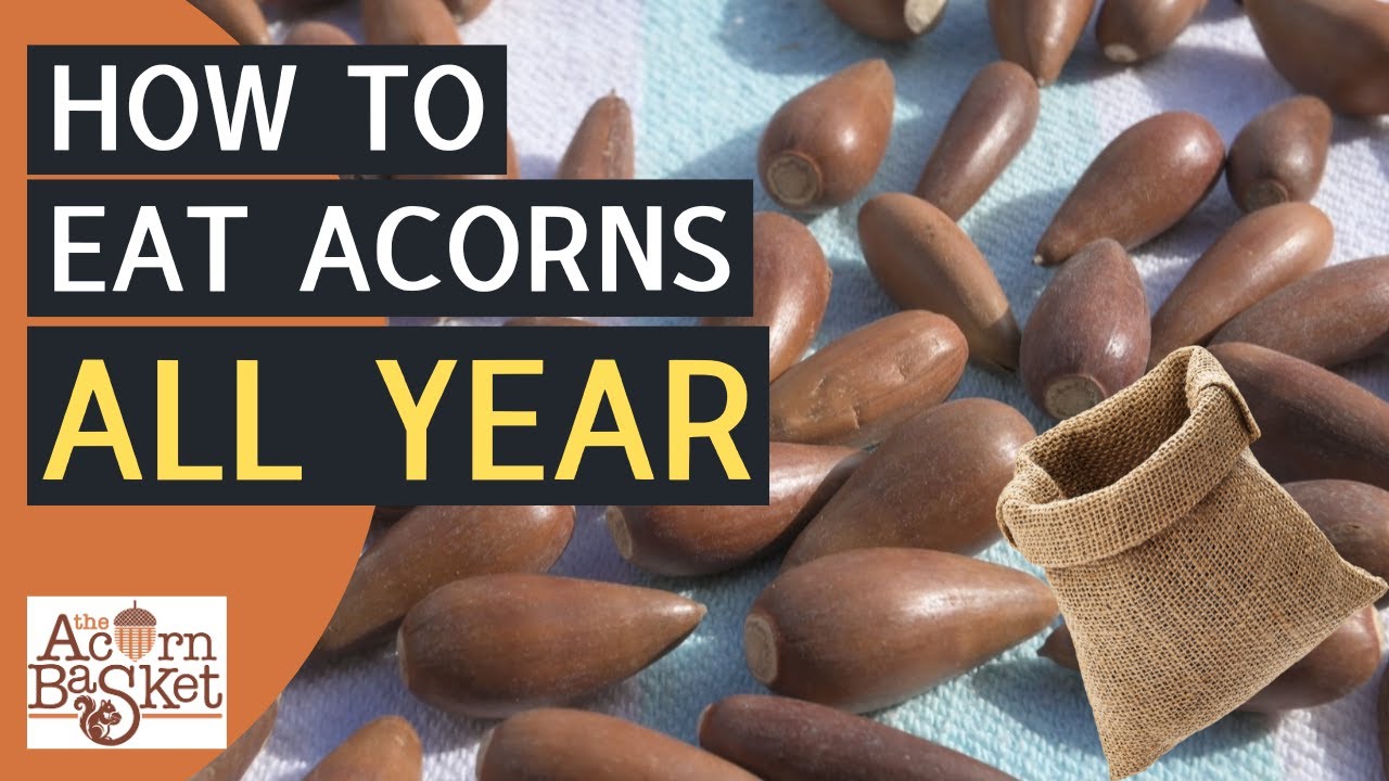 How To Dry And Store Acorns To Eat Acorn Flour All Year - Pro Tips