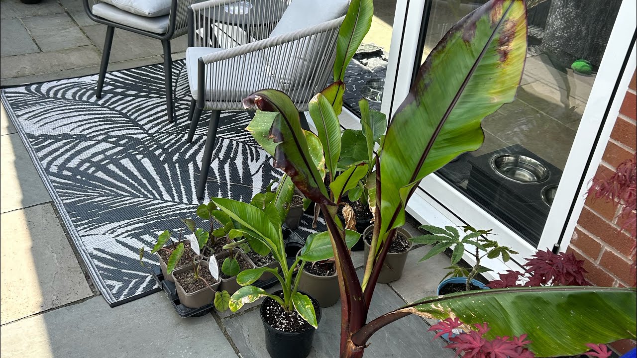 Growing 5 Banana Varieties In A UK Tropical Garden Hiniba, Montbeliardii, Maurelli, Sikemensis, Musa