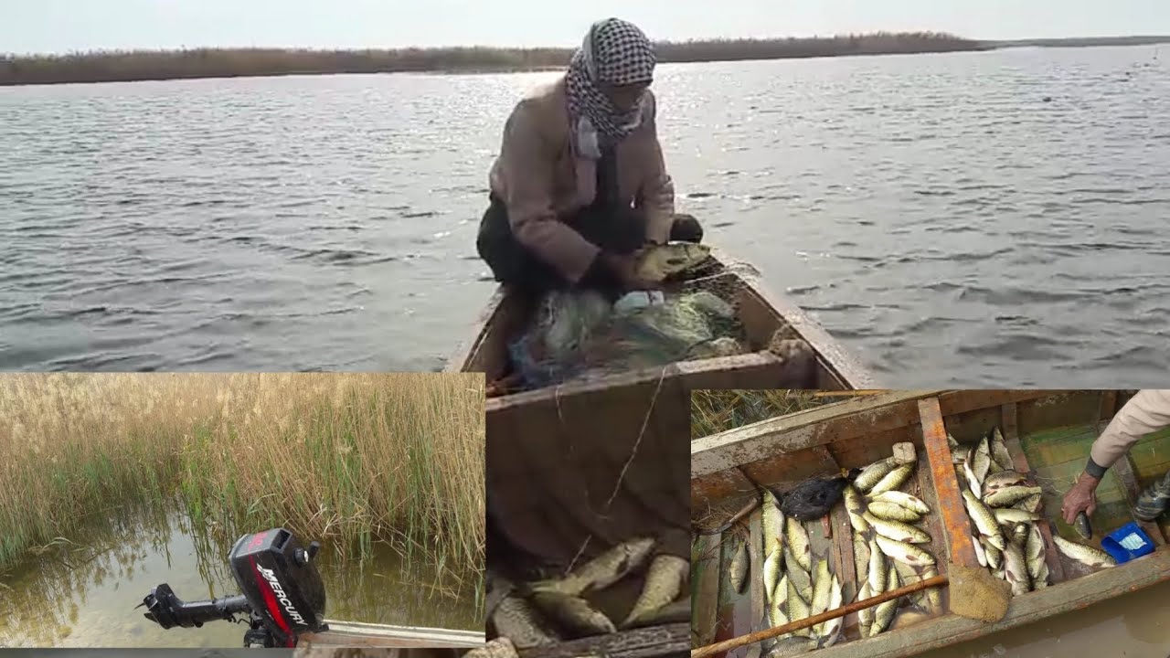 شاهد صيد الاسماك بني حر في  هور الدملج كان في خيرات العراق في هور الدملج 