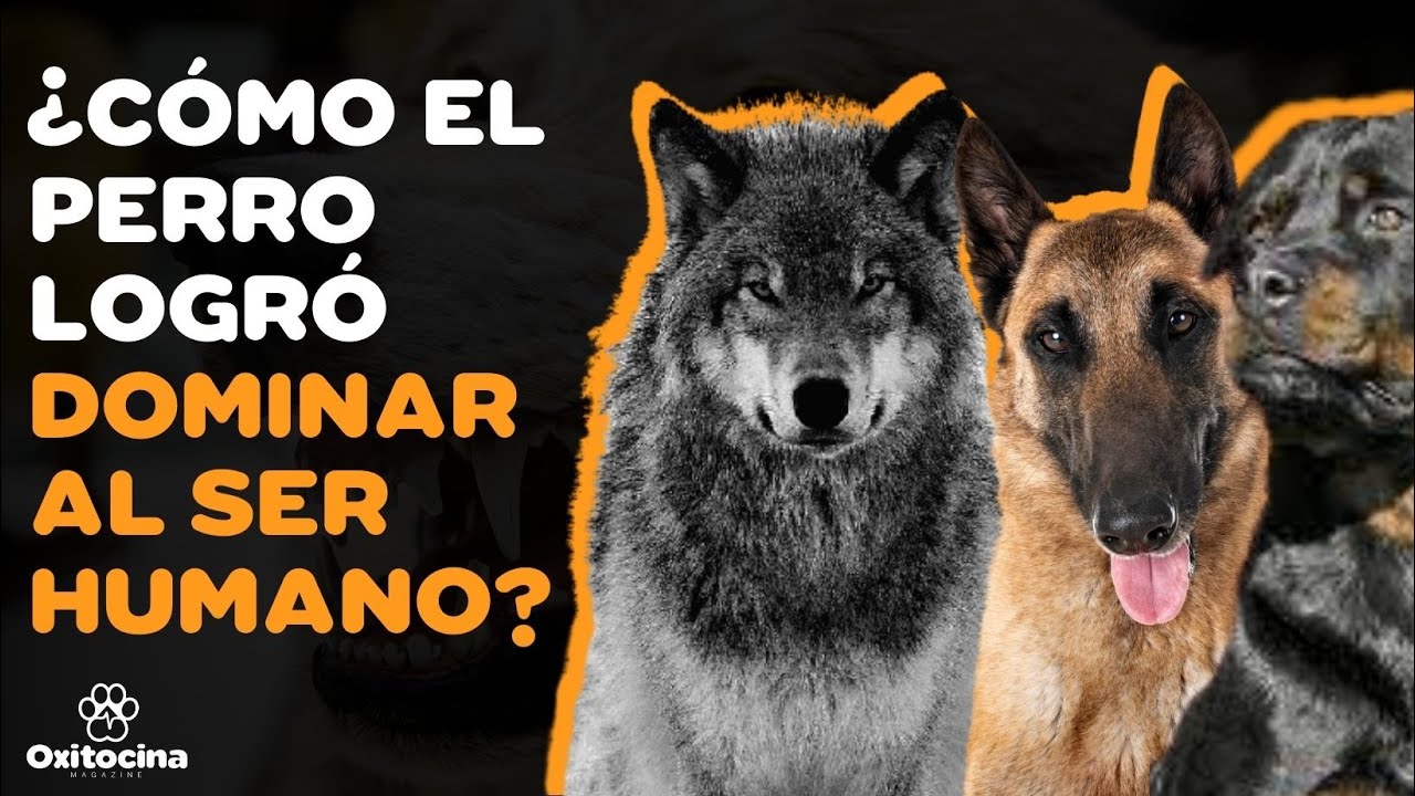 LA INCRE&Iacute;BLE EVOLUCI&Oacute;N DE LOBO A PERRO