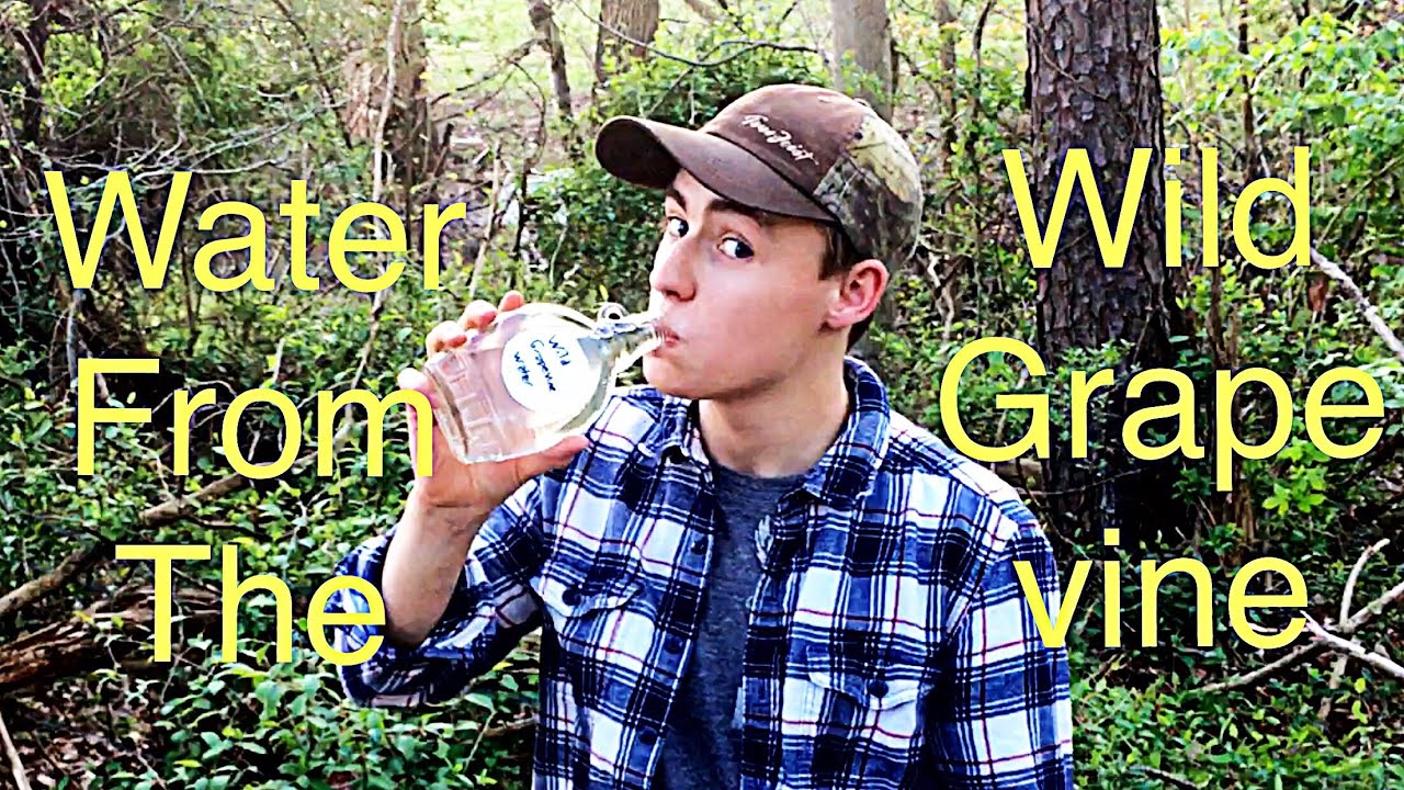 How to get water from a wild grape vine