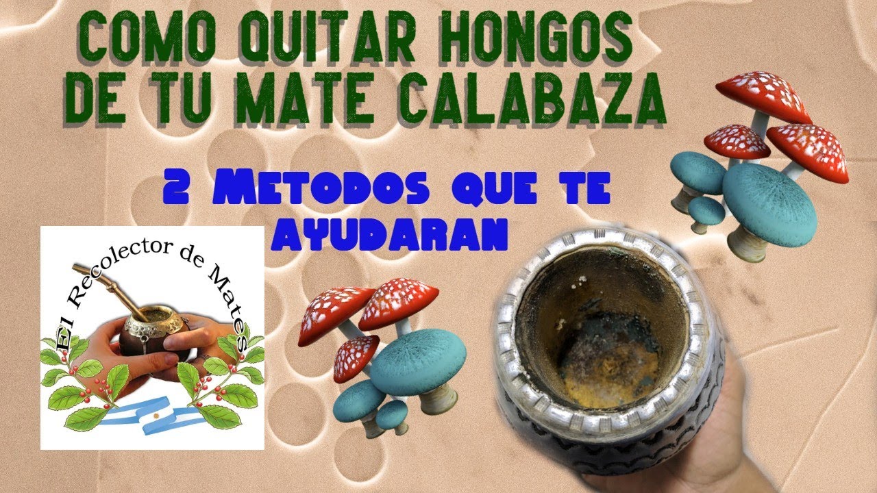 Cómo quitar hongos de tu mate calabaza, dos metodos que te ayudaran.