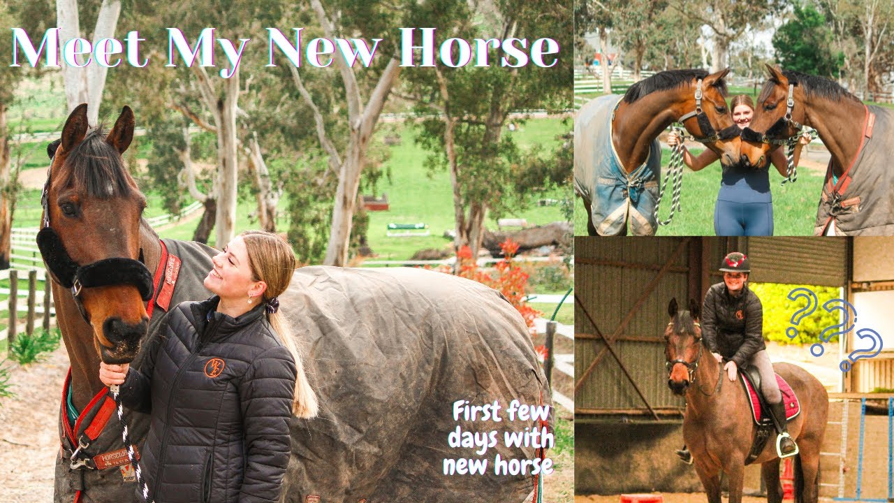 MEET MY NEW HORSE | First few days with my NEW horse | Natalie Stephen Eventing