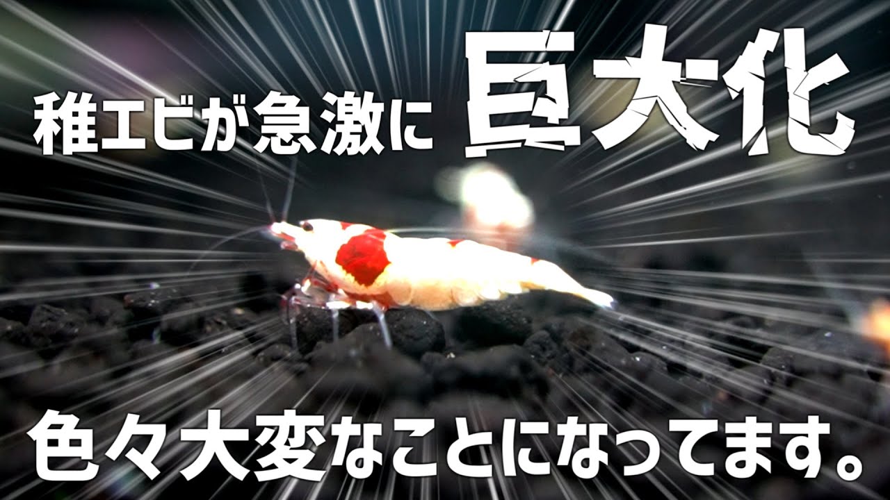 【衝撃展開】最強水槽レッドビーに驚愕の変化が。これはどうなる…!? #718【アクアリウム】